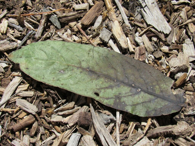 Casearia battiscombei photo 3