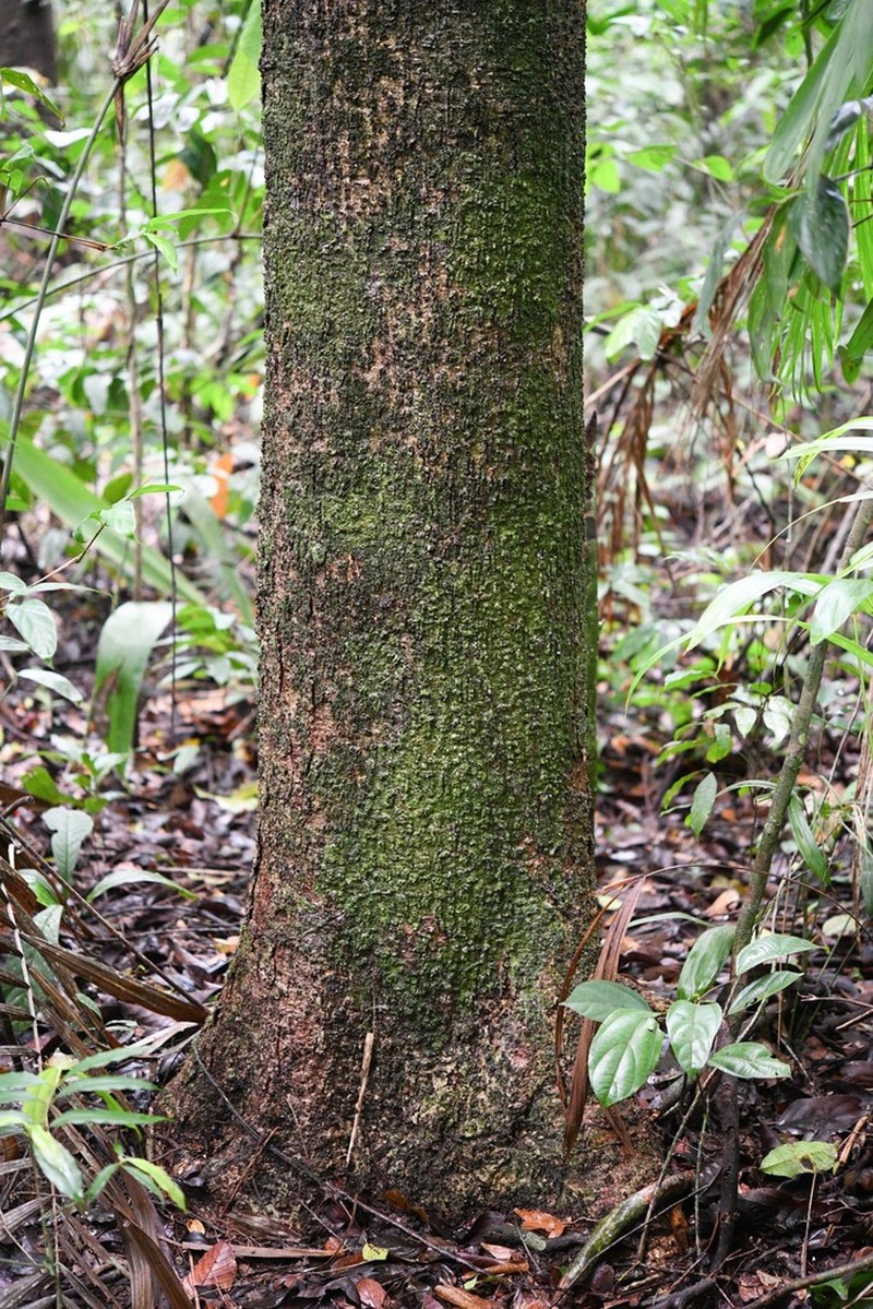 Cuero De Rana