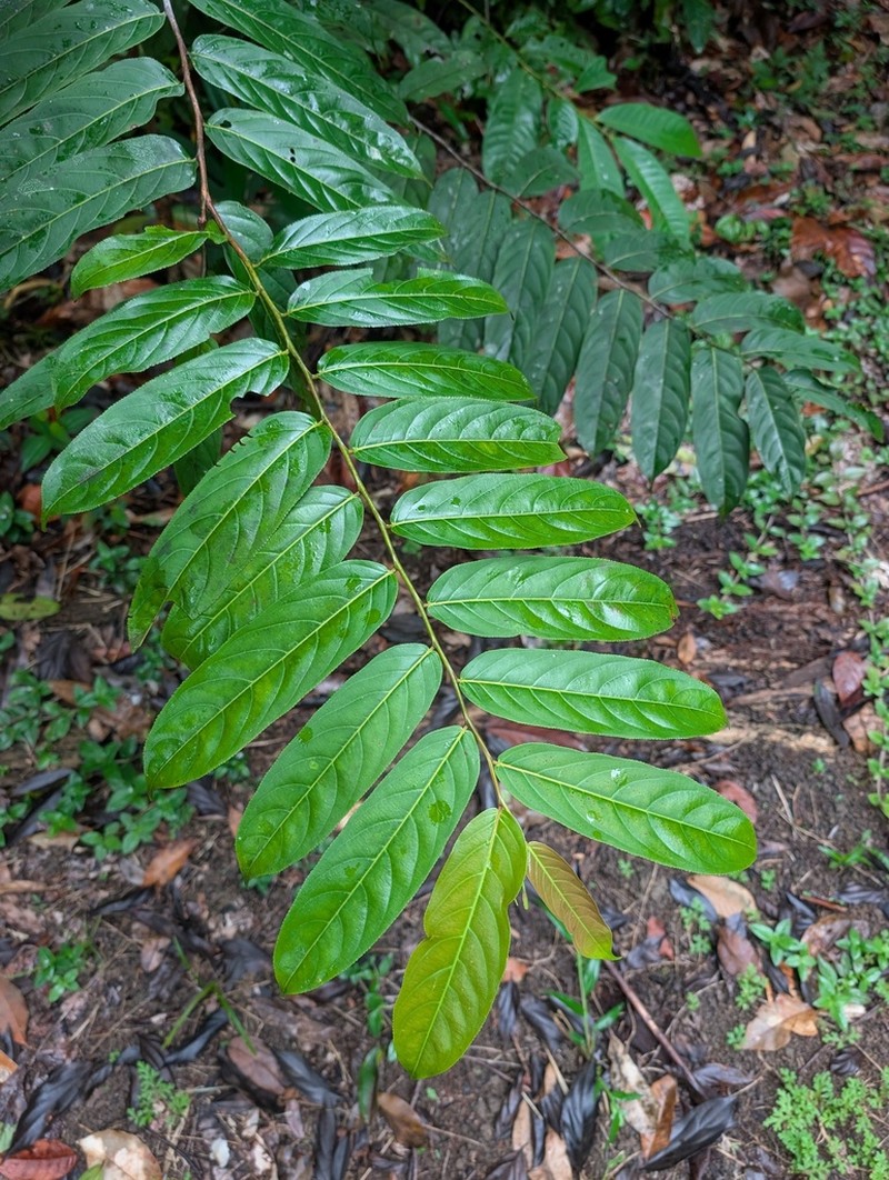 Cuero De Rana photo 3