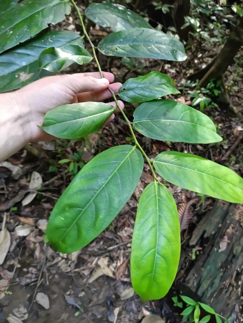 Cuero De Rana photo 4