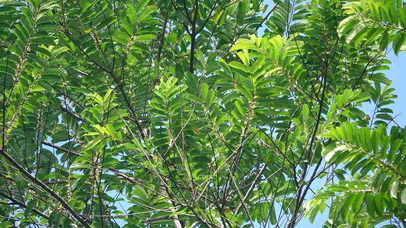Cuero De Rana photo 6