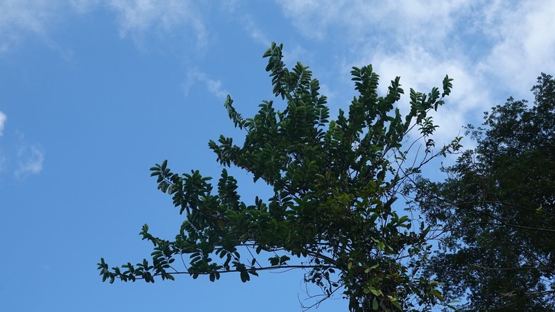 Cuero De Rana photo 7