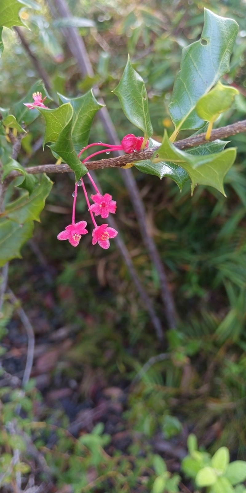 Casearia bissei photo 2