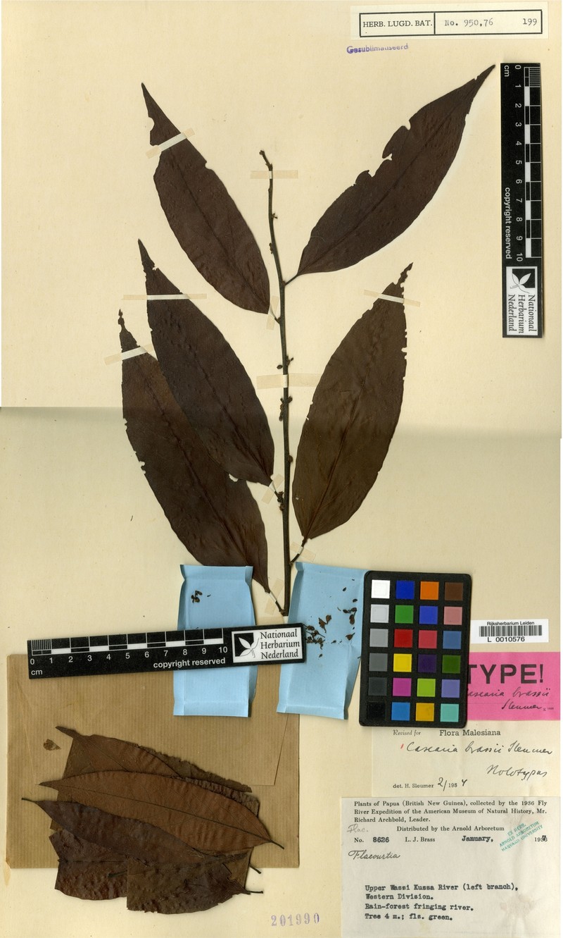 Casearia brassii