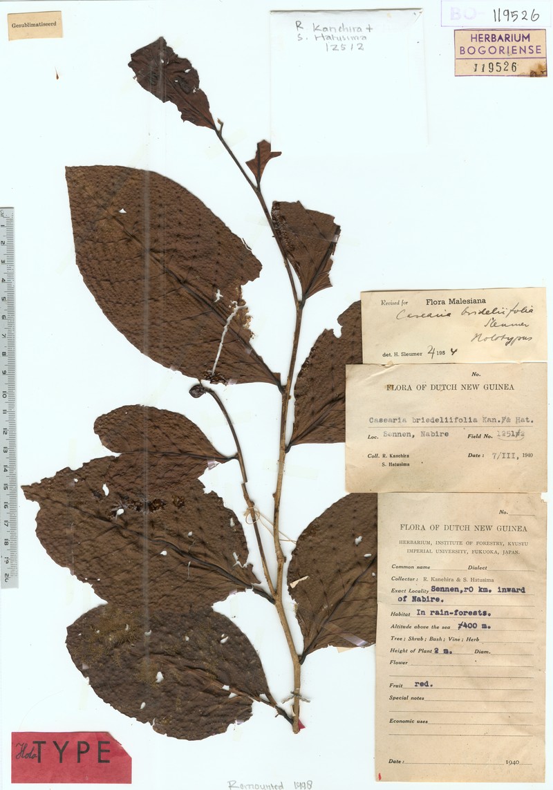 Casearia brideliifolia