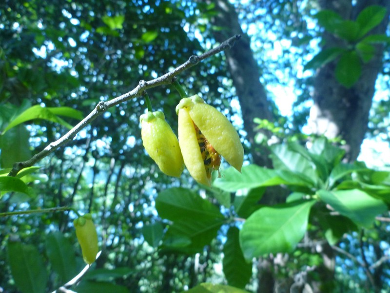 Casearia buelowii photo 2
