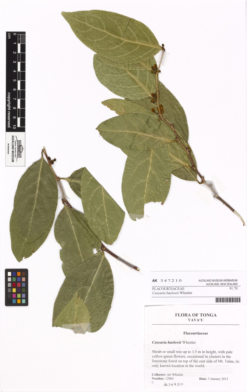 Casearia buelowii