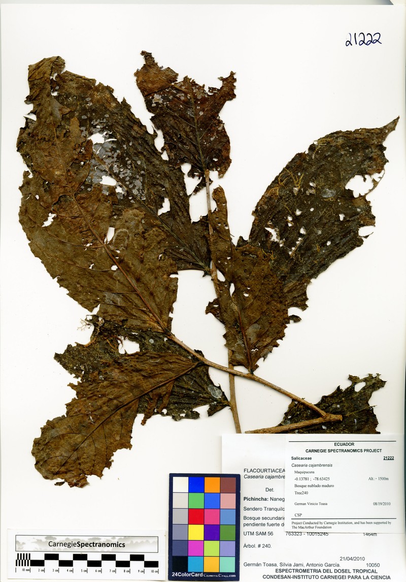 Casearia cajambrensis
