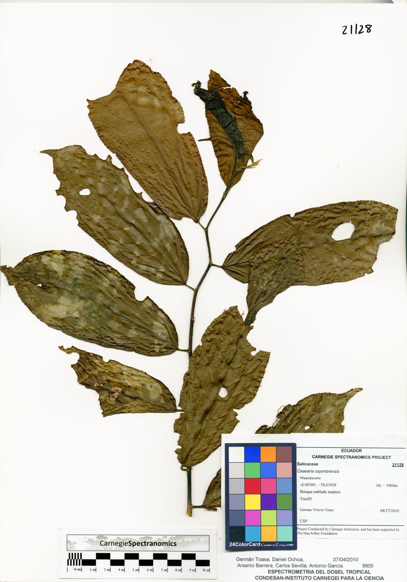 Casearia cajambrensis photo 2