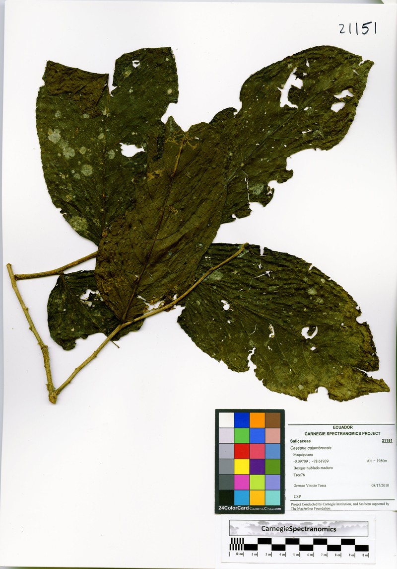 Casearia cajambrensis photo 3