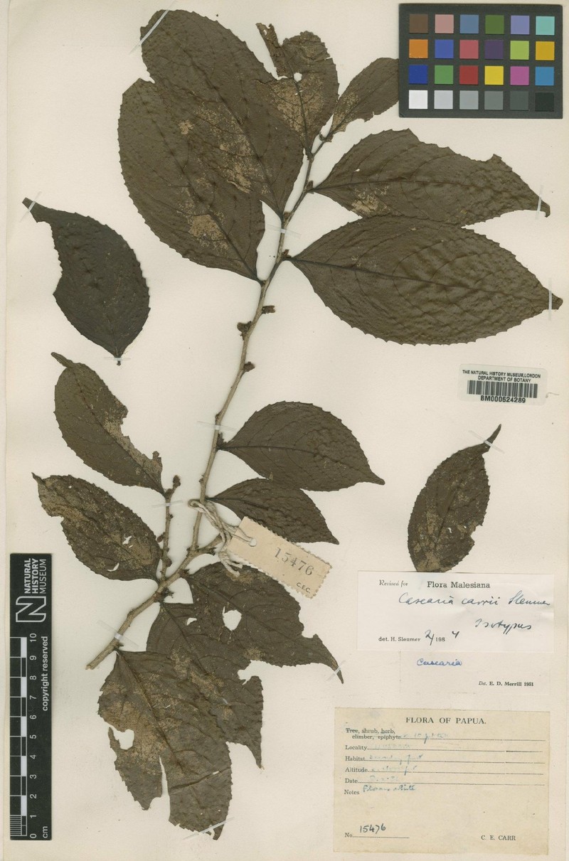 Casearia carrii