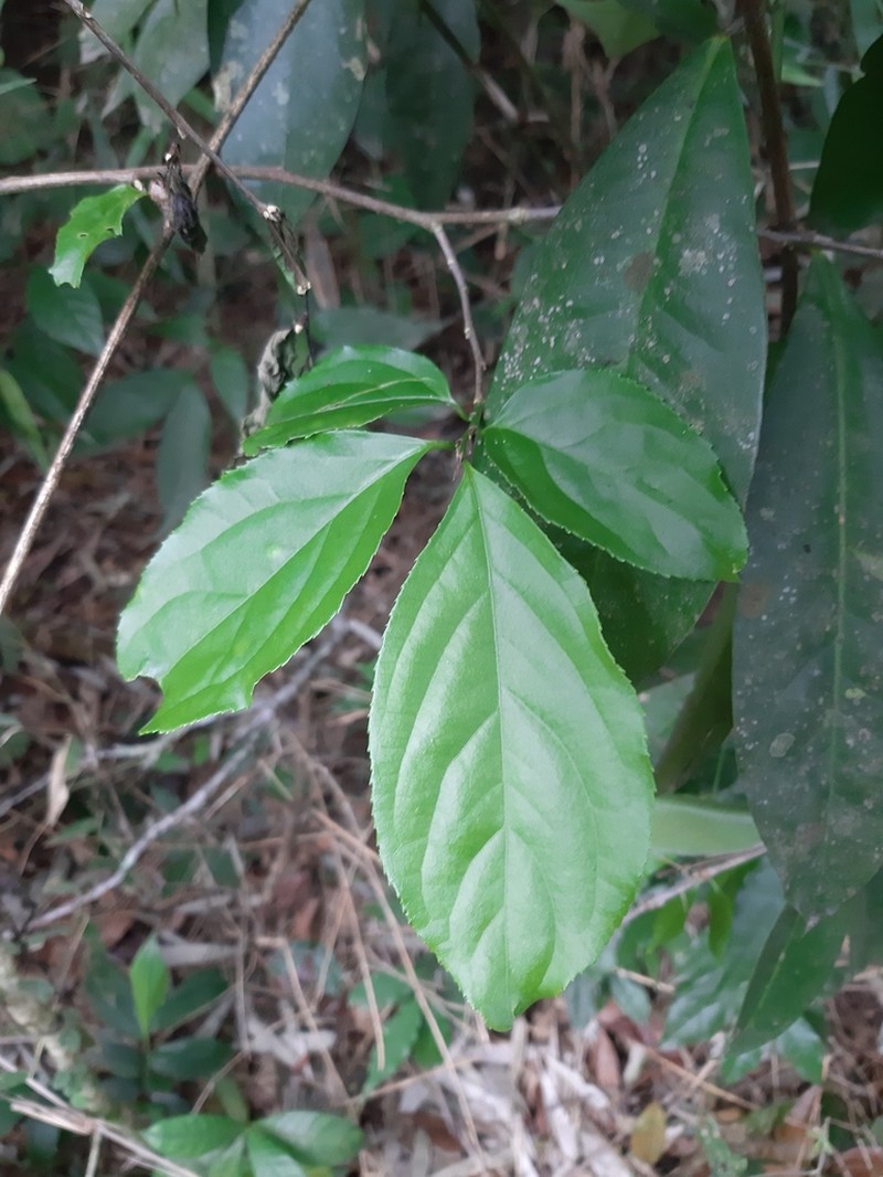 Casearia catharinensis