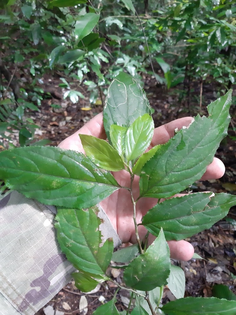 Casearia catharinensis photo 2