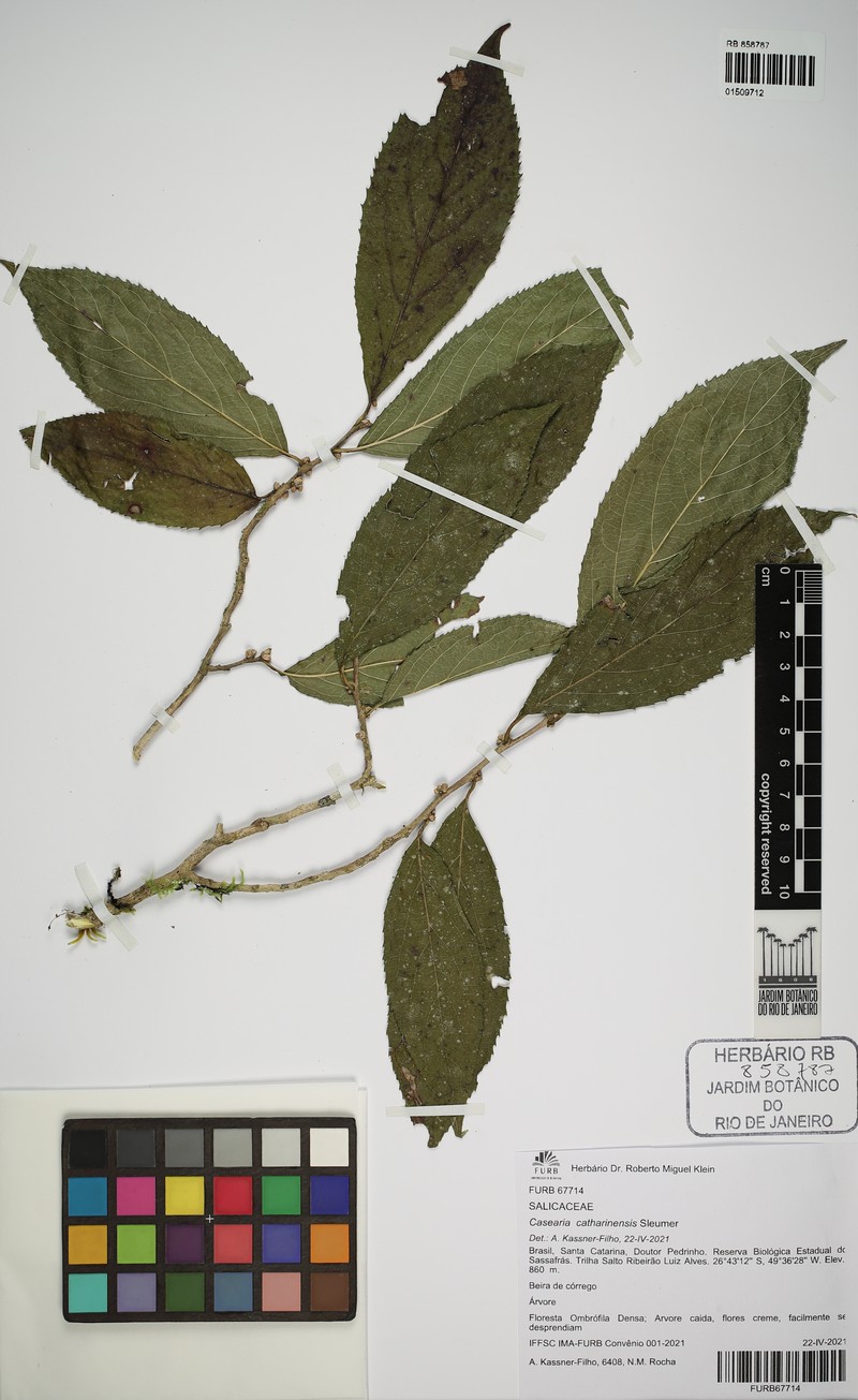 Casearia catharinensis photo 5