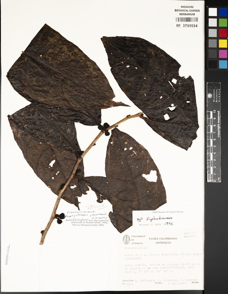 Casearia chocoensis