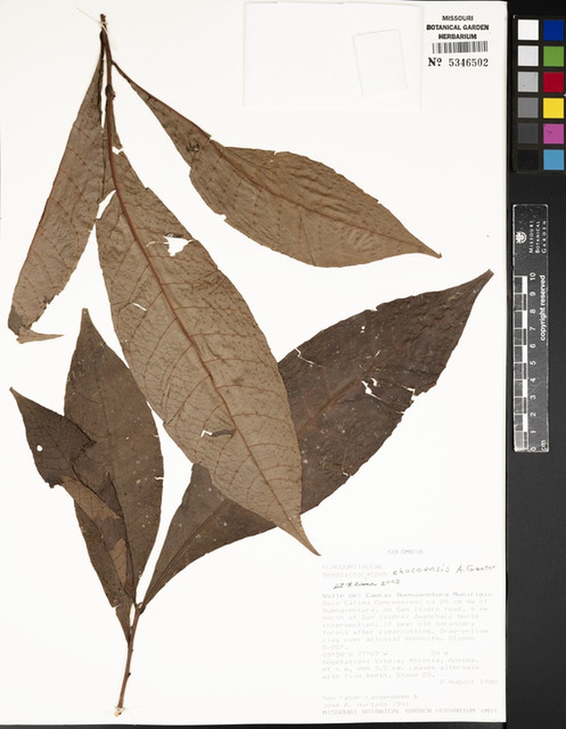 Casearia chocoensis photo 2