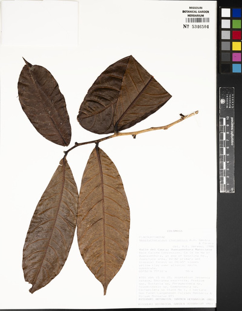 Casearia chocoensis photo 3