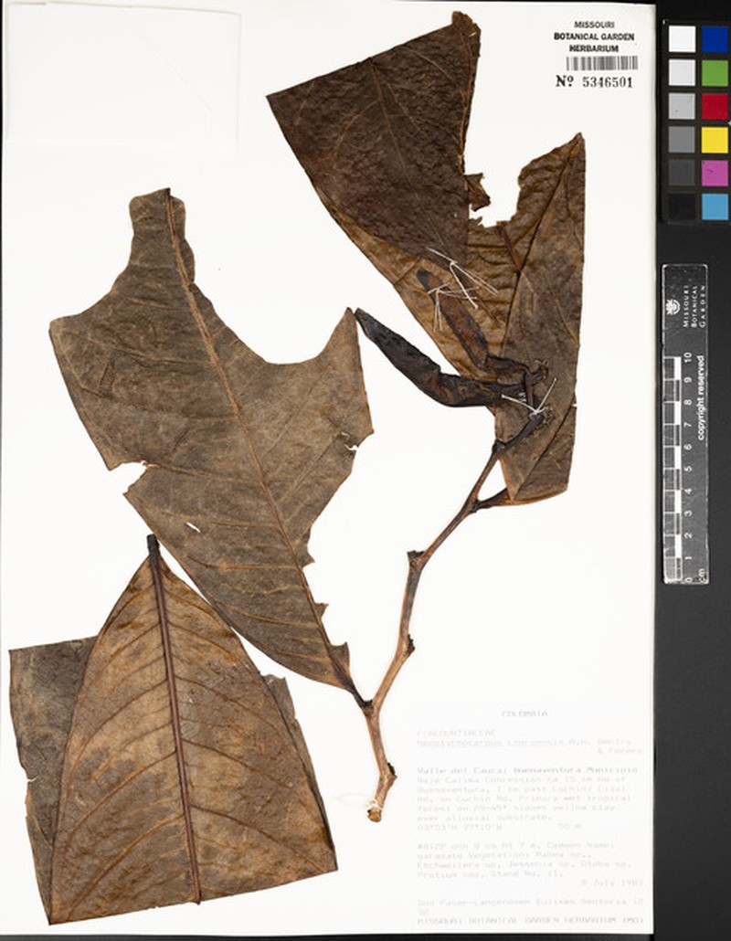 Casearia chocoensis photo 4