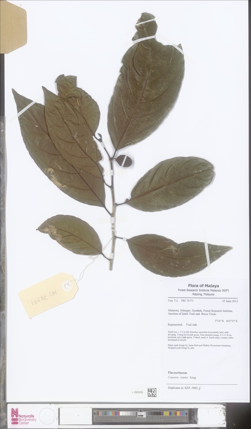 Casearia clarkei