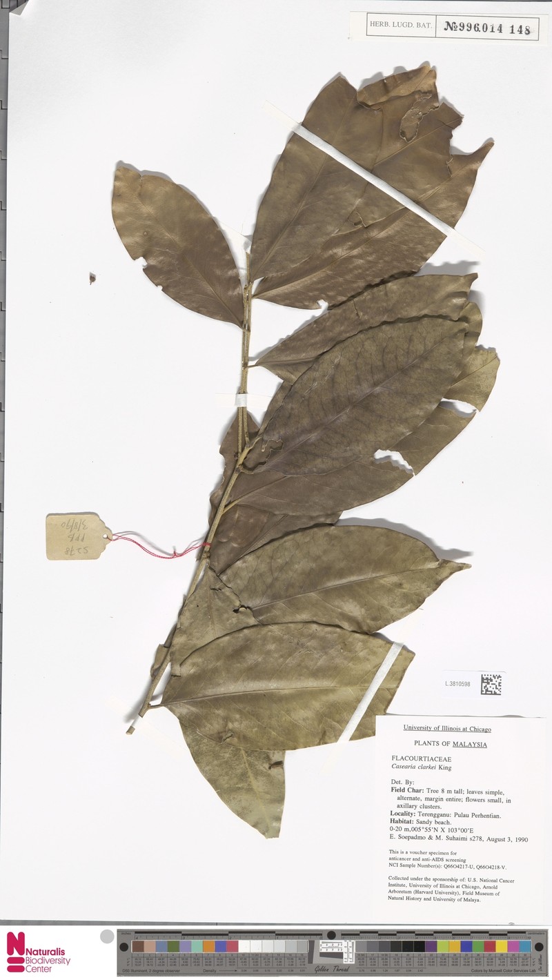 Casearia clarkei photo 2