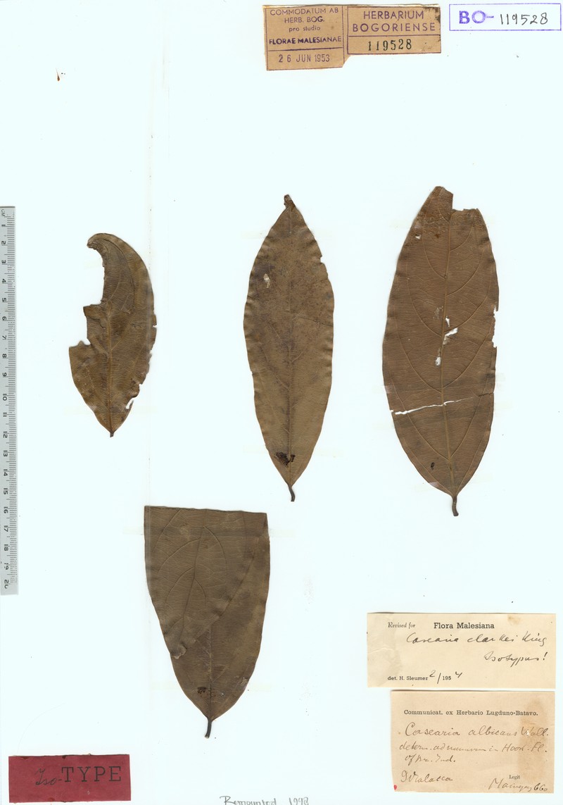 Casearia clarkei photo 3
