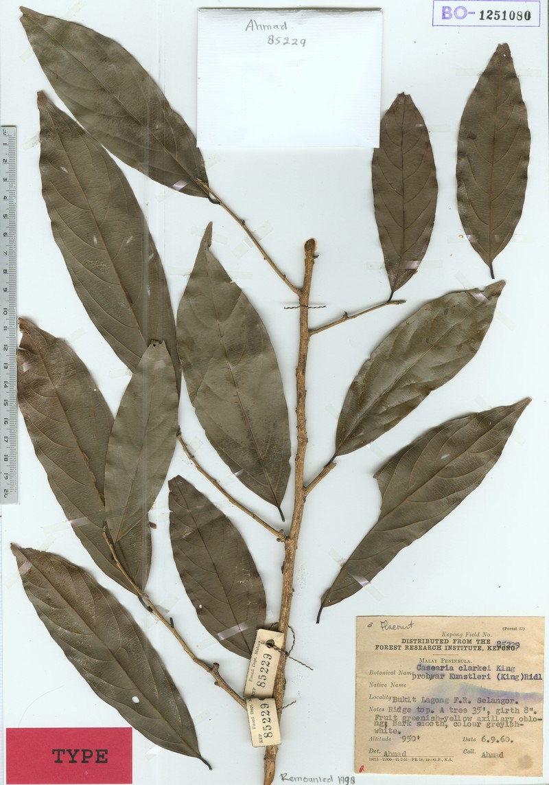 Casearia clarkei photo 4