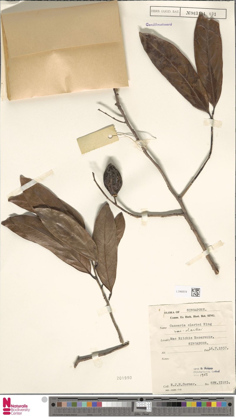 Casearia clarkei var. clarkei