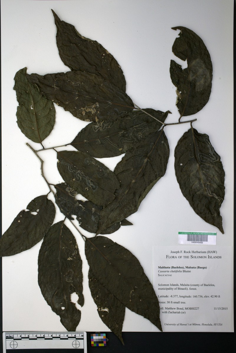 Casearia clutiifolia