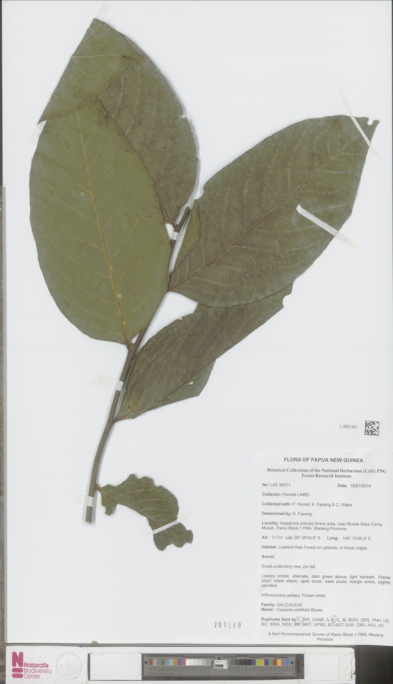 Casearia clutiifolia photo 2