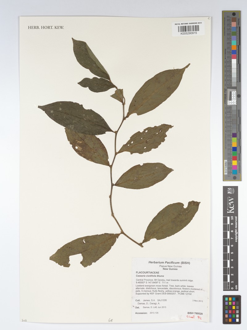 Casearia clutiifolia photo 3