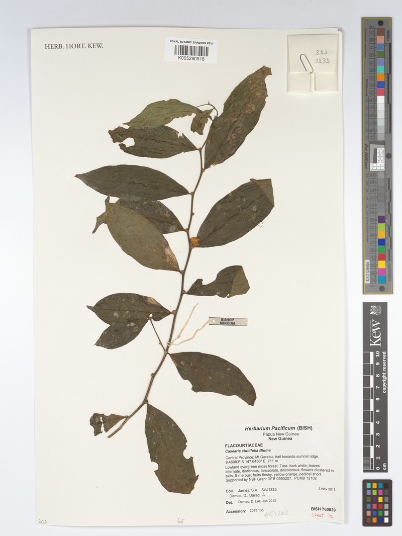 Casearia clutiifolia photo 4