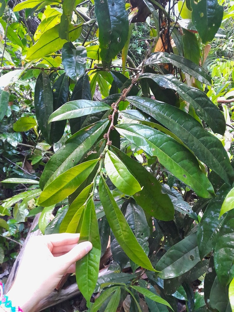 Casearia combaymensis