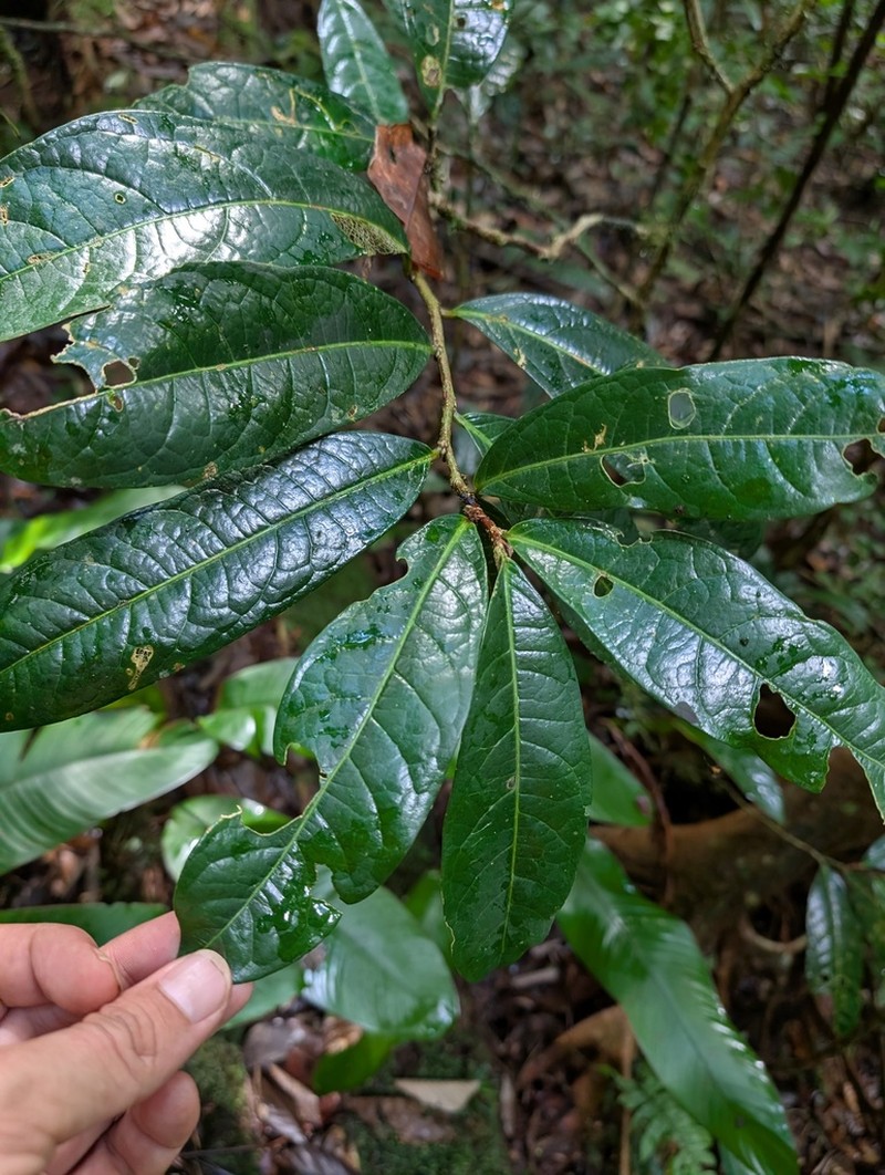 Casearia combaymensis photo 2