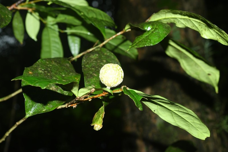 Casearia combaymensis photo 3