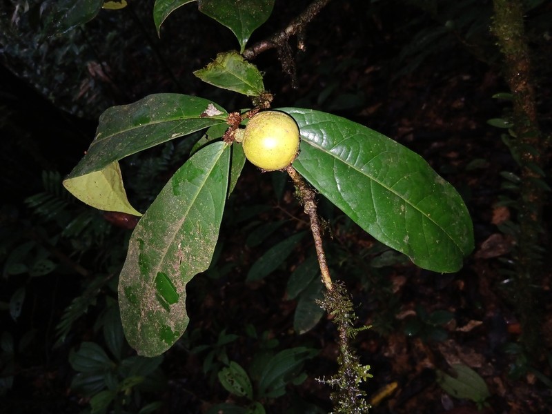 Casearia combaymensis photo 4