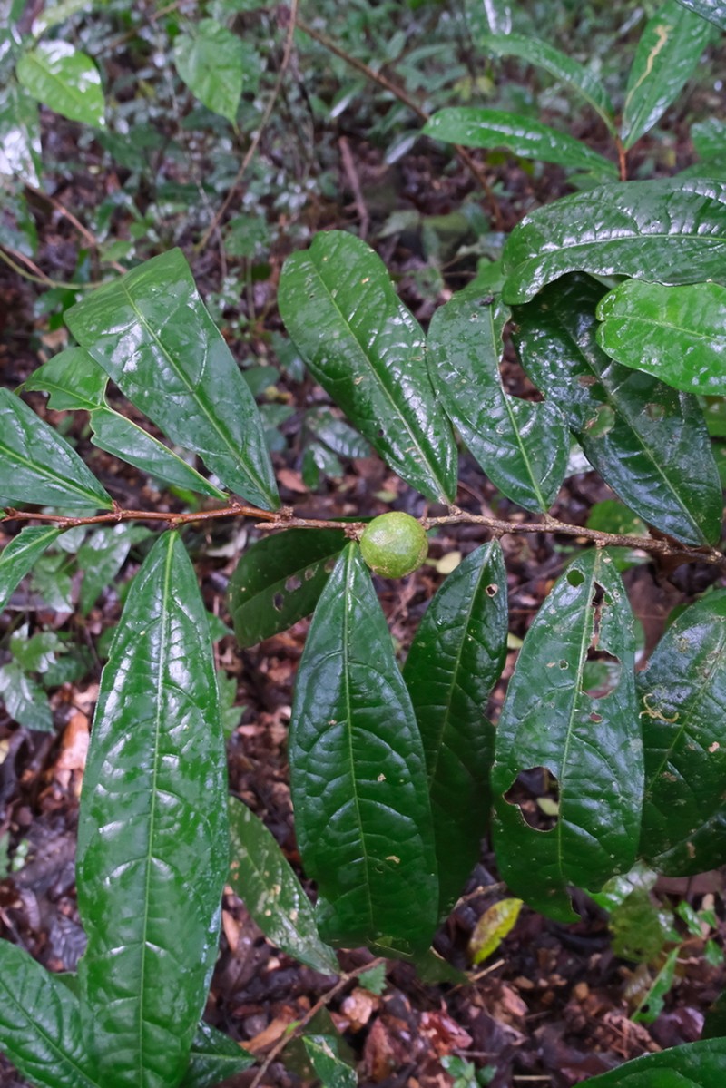 Casearia combaymensis photo 5