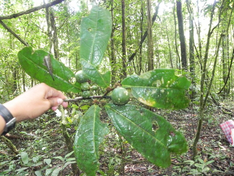 Casearia combaymensis photo 6