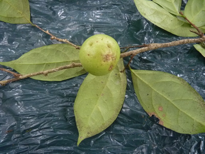 Casearia combaymensis photo 8