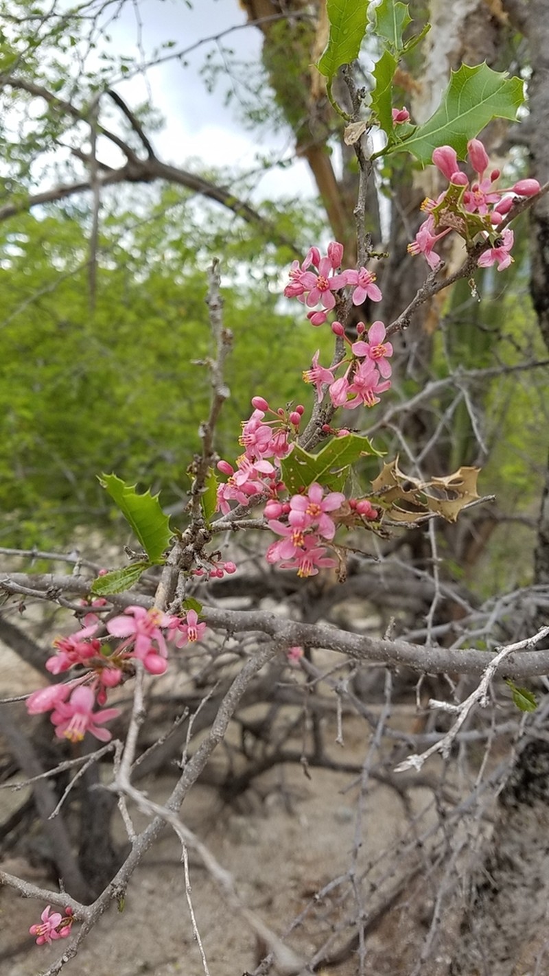 Casearia comocladiifolia