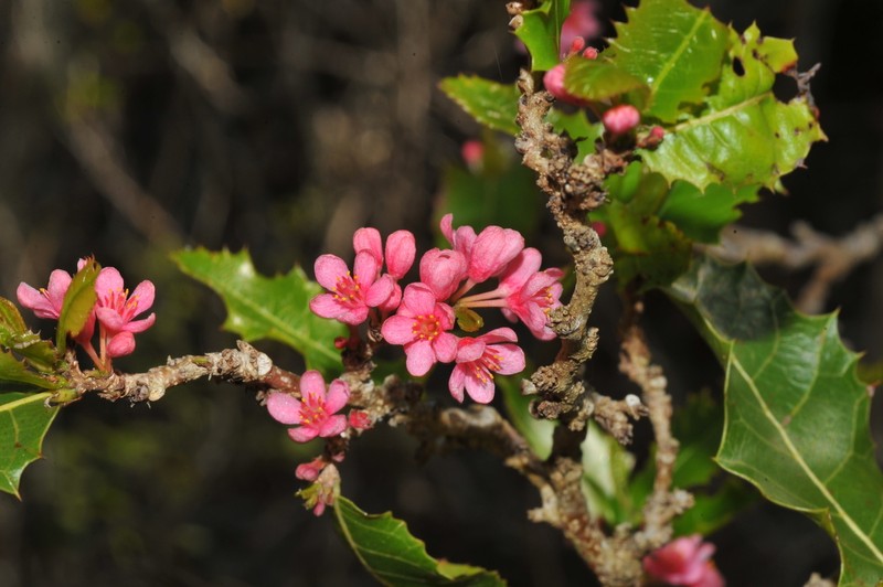 Casearia comocladiifolia photo 2