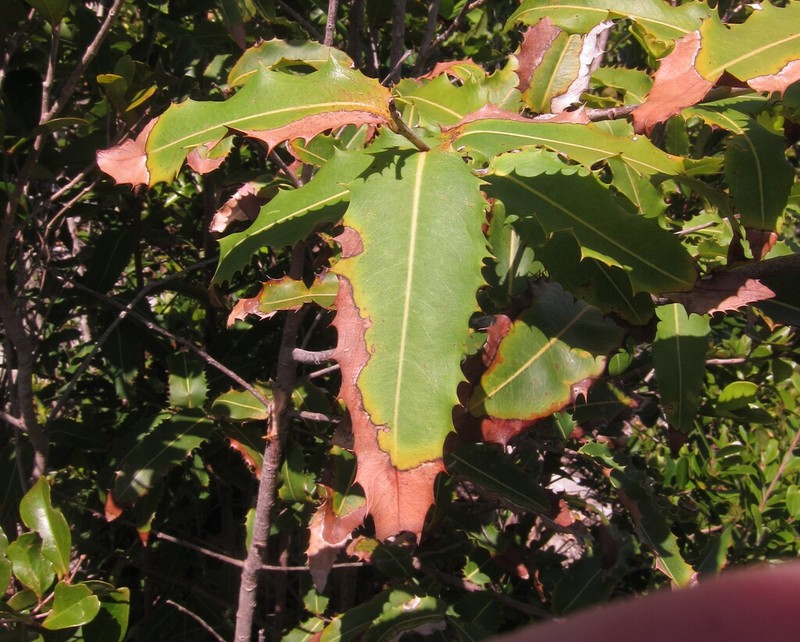 Casearia comocladiifolia photo 3