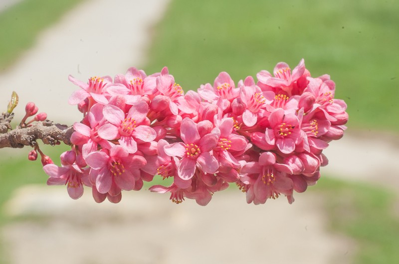 Casearia comocladiifolia photo 4