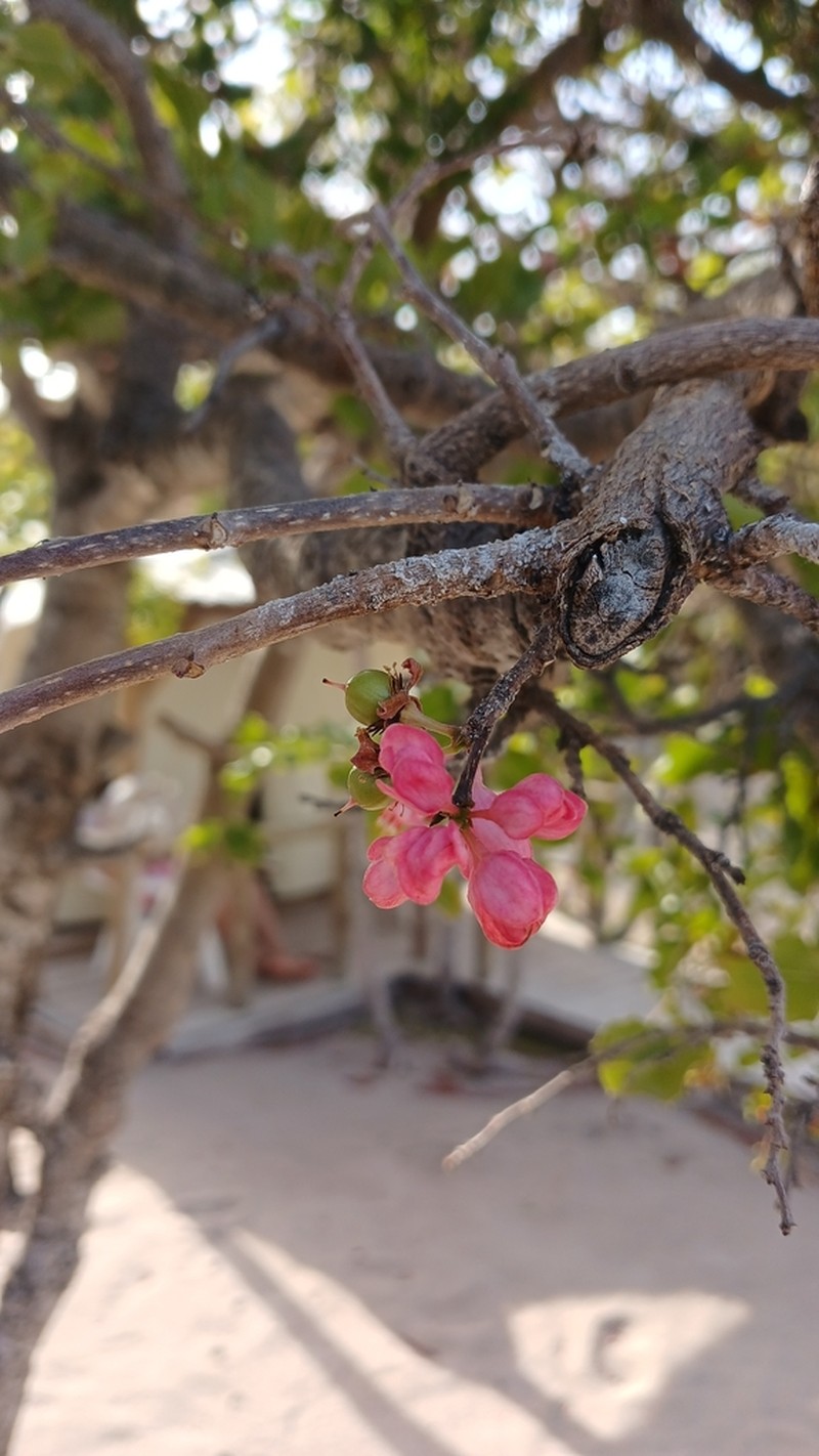 Casearia comocladiifolia photo 5