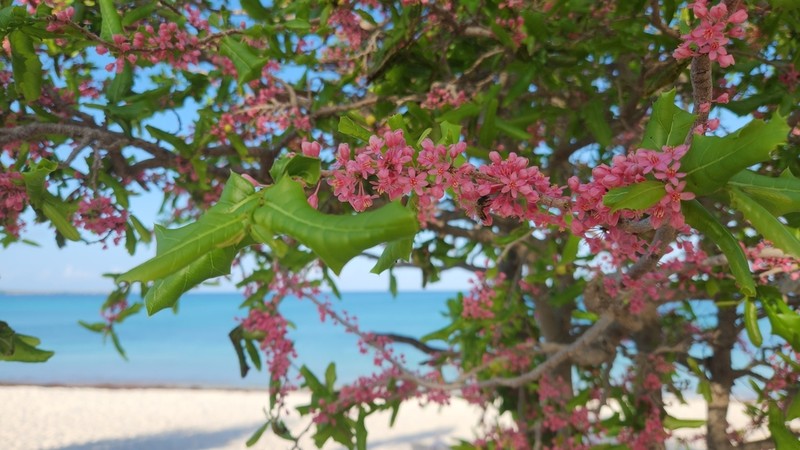 Casearia comocladiifolia photo 6