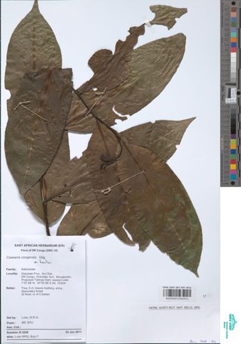 Casearia congensis