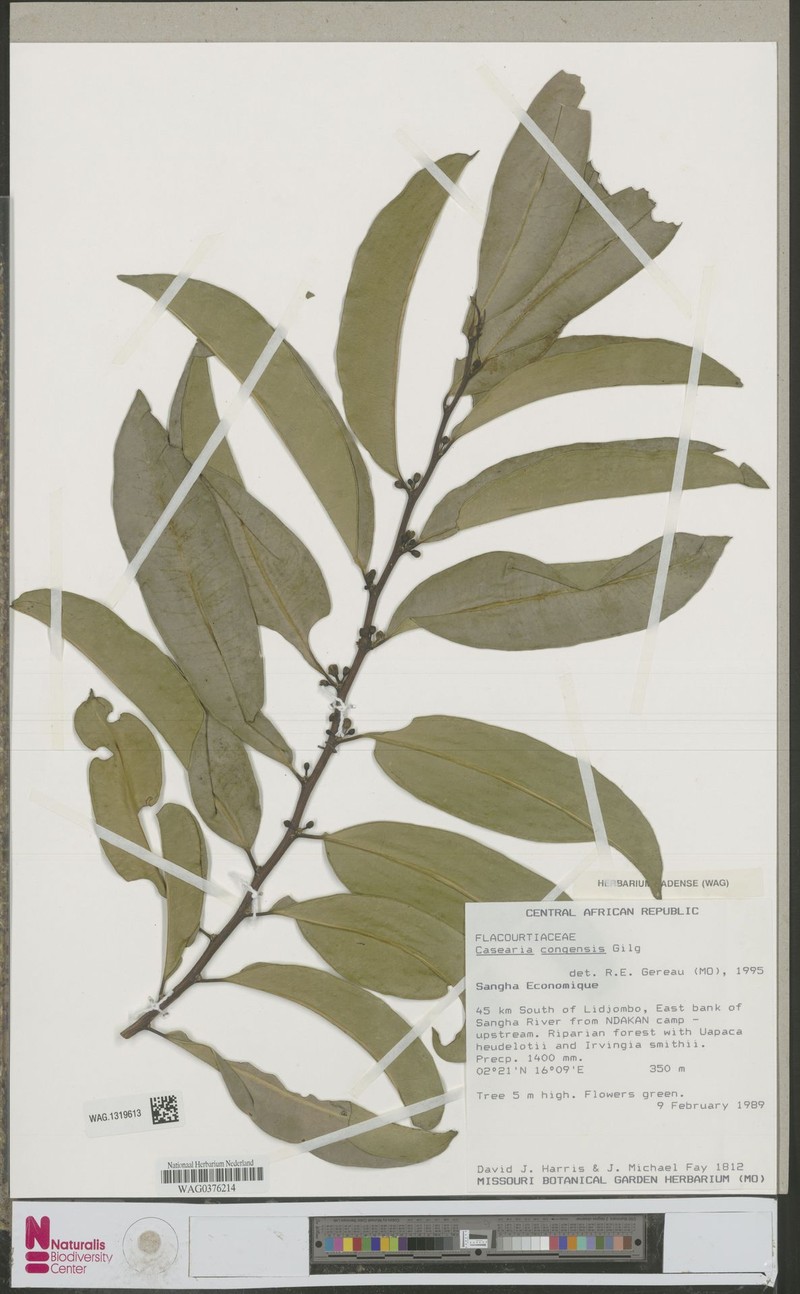 Casearia congensis photo 2