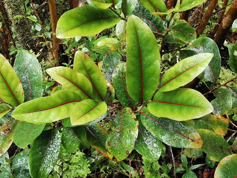 Casearia coriacea