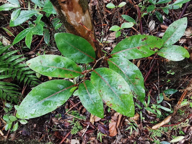 Casearia coriacea photo 2