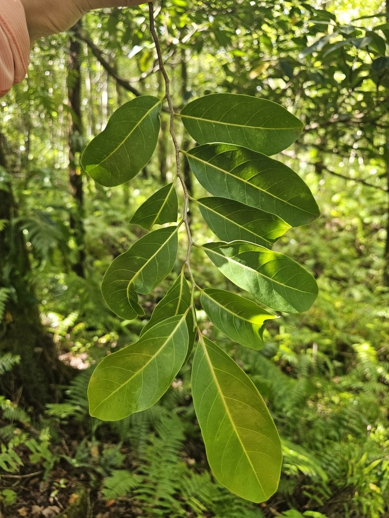 Casearia coriacea photo 3