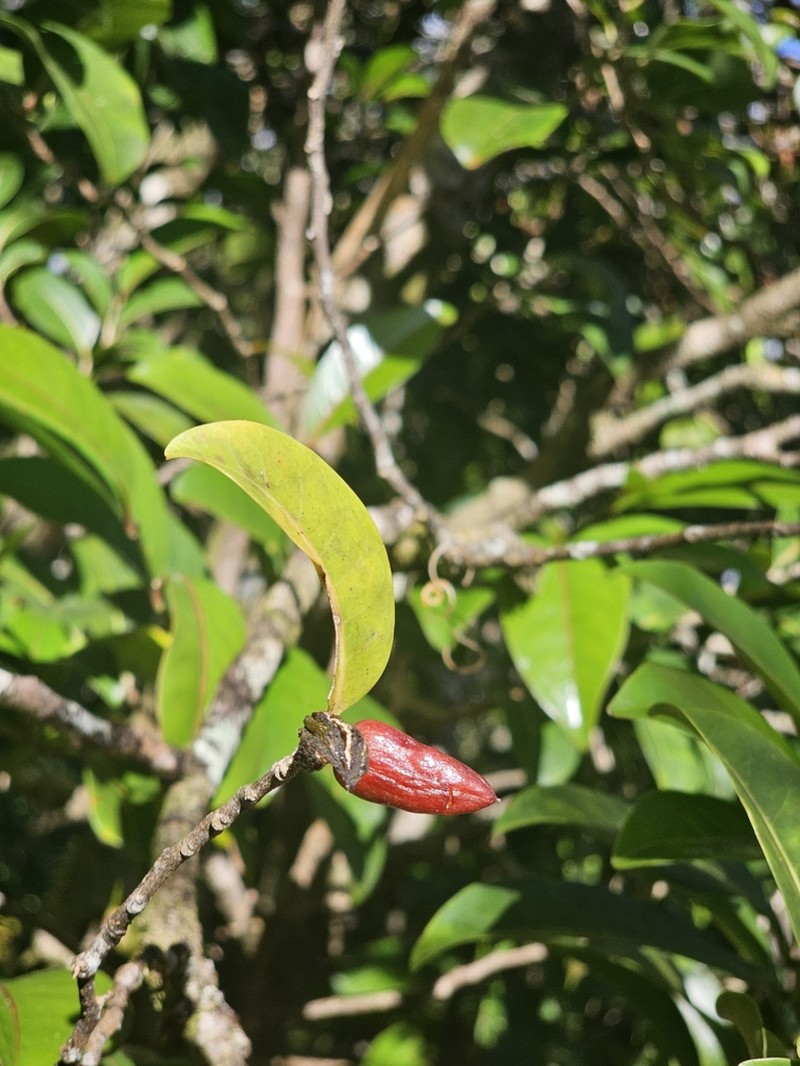 Casearia coriacea photo 4
